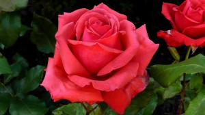 rosa de Sant Jordi en un rosal bien regado