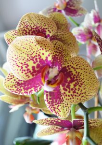 faecal orchideas: En busca de la Rosa Negra